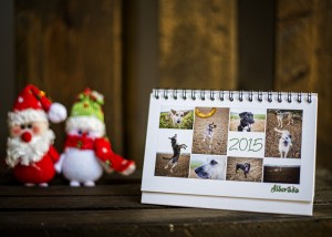 calendario-perros-teresa-relancio-fotografia-diseño-huesca-alborada-protectora-animales01
